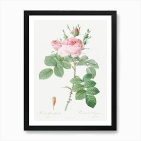 Rosa Bifera Officinalis, Pierre Joseph Redoute Art Print