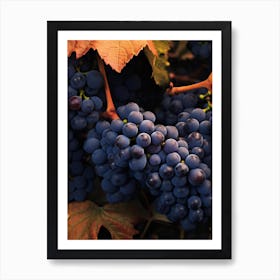 Grapes In The Vineyard Art Print