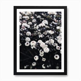 Black And White Flowers Art Print