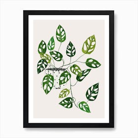 Monstera Obliqua Plant Living Room Art print
