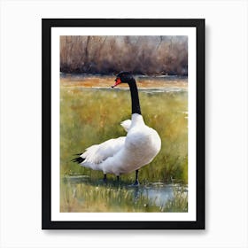 Black Necked Swan Art Print