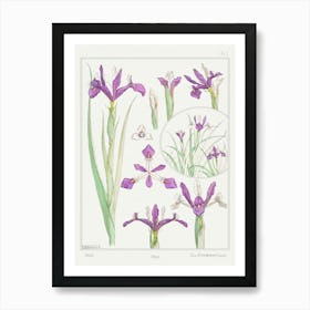 Iris From The Plant And Its Ornamental Applications (1896), Maurice Pillard Verneuil Art Print