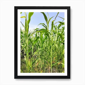 Corn Field Art Print