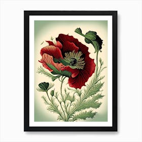 Poppy Herb Vintage Botanical Art Print