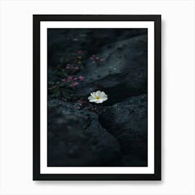 White Flower On A Rock 2 Art Print