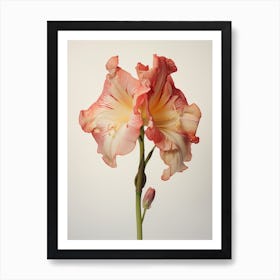 Pressed Flower Botanical Art Amaryllis 4 Art Print