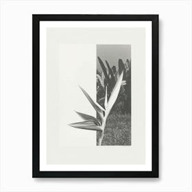 Bird Of Paradise Flower Photo Collage 1 Art Print