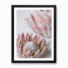 Still Pink Proteas Art Print