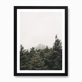 Pine Trees And Mountain Peak Art Print