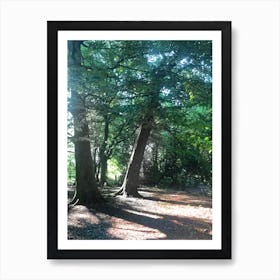 Sun Shining Through The Trees Art Print