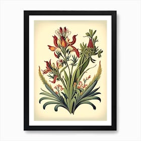 Kangaroo Paw 1 Floral Botanical Vintage Poster Flower Art Print