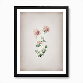 Vintage Crucianella Flower Branch Botanical on Parchment n.0882 Art Print