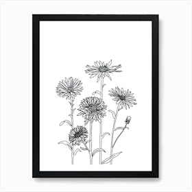 Aster Drawing Art Print