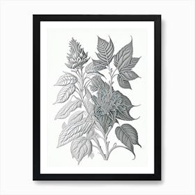 Bergamot Herb William Morris Inspired Line Drawing 2 Art Print