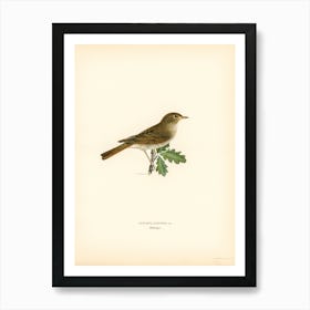 Thrush Nightingale (Luscinia Luscinia), The Von Wright Brothers Art Print