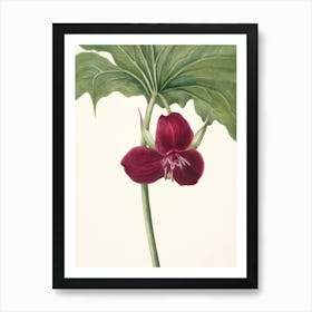 Vintage Botanical Mary Vaux Walcott _2732425 Art Print