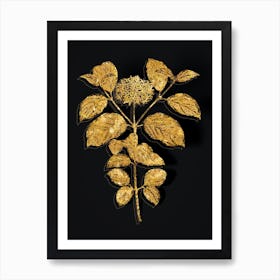 Vintage Common Dogwood Botanical in Gold on Black n.0430 Art Print