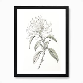 Honeysuckle Flower Vintage Botanical 0 Art Print