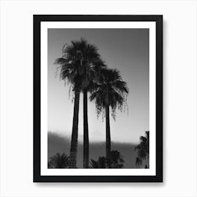 Palm Trees At Night Art Print