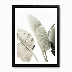 Banana Leaves 2 Art Print