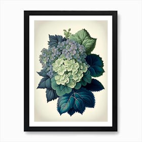 Hydrangea 1 Floral Botanical Vintage Poster Flower Art Print