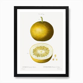 Citrus, Adam's Apple, Pierre Joseph Redoute Art Print