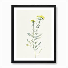 Costmary Herb Minimalist Watercolour 1 Art Print