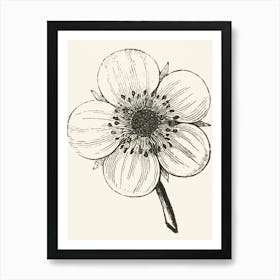 Anemone Flower Art Print