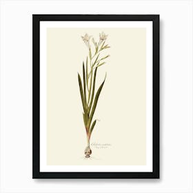 Lily Of The Valley 34 Art Print