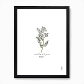 Yarrow Art Print