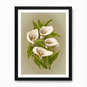 Calla Lily 1 Poster