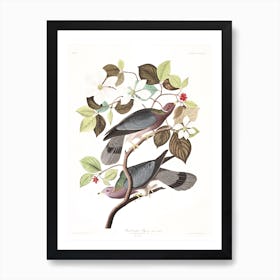 Band Tailed Pigeon Art Print