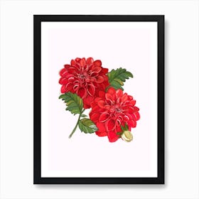 Red Dahlia Flowers Art Print