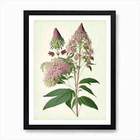 Joe Pye Weed Wildflower Vintage Botanical Art Print