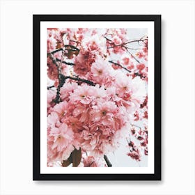 Pink Blossom Art Print