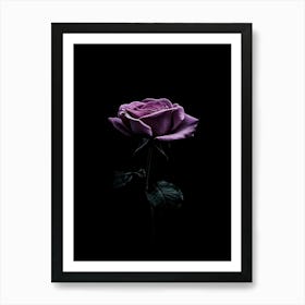 Purple Rose On Black Background Art Print