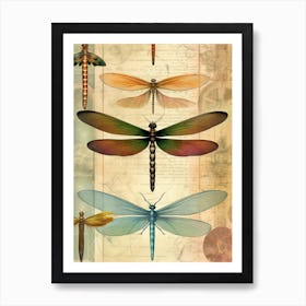 Dragonfly Vintage Species 6 Art Print