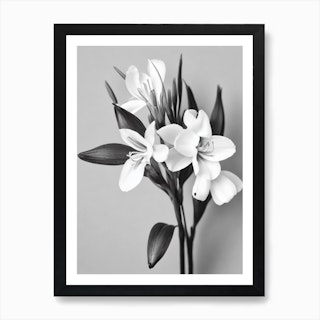 White Jasmine Flowers On White Background Art Print by sdeepak2011 - Fy