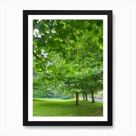 Green Trees In A Park Art Print