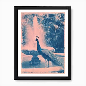 Pink & Blue Peacock In The Fountain Art Print