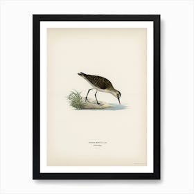 Little Stint, The Von Wright Brothers Art Print