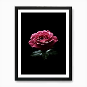 Pink Rose On Black Background 18 Art Print