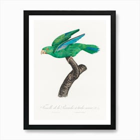 Marigold Parakeet, Female From Natural History Of Parrots, Francois Levaillant Art Print