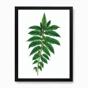 Brake Fern (Pteris Cretica) Watercolor Art Print