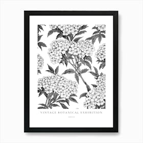 Statice B&W Vintage Botanical Poster Art Print