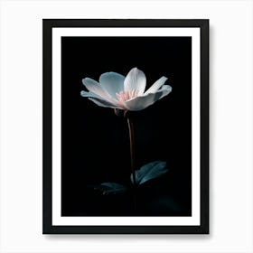 White Flower In The Dark Art Print