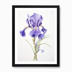 Irises Flower Vintage Botanical 1 Art Print