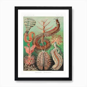 Chaetopoda–Borstenwürmer 1, Ernst Haeckel Art Print