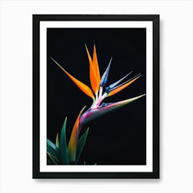 Flower Of Paradise On A Black Background Art Print