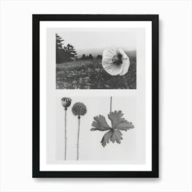 Poppy Flower Photo Collage 2 Art Print